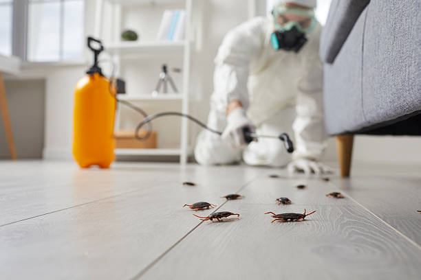 Commercial Rodent Management in Griswold